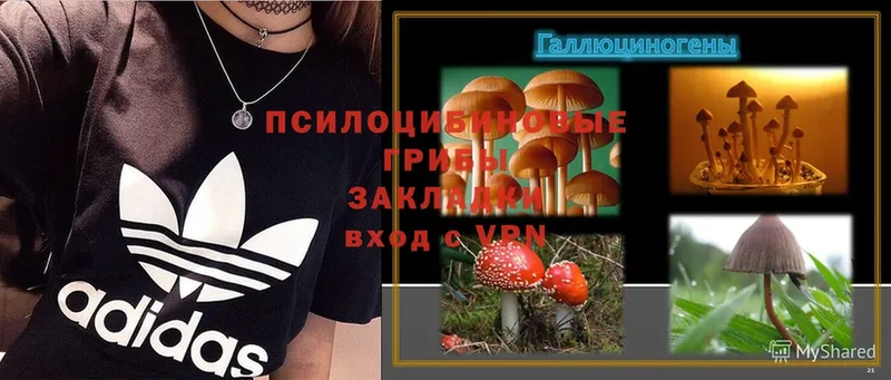 где купить наркоту  Дегтярск  Галлюциногенные грибы Psilocybe 